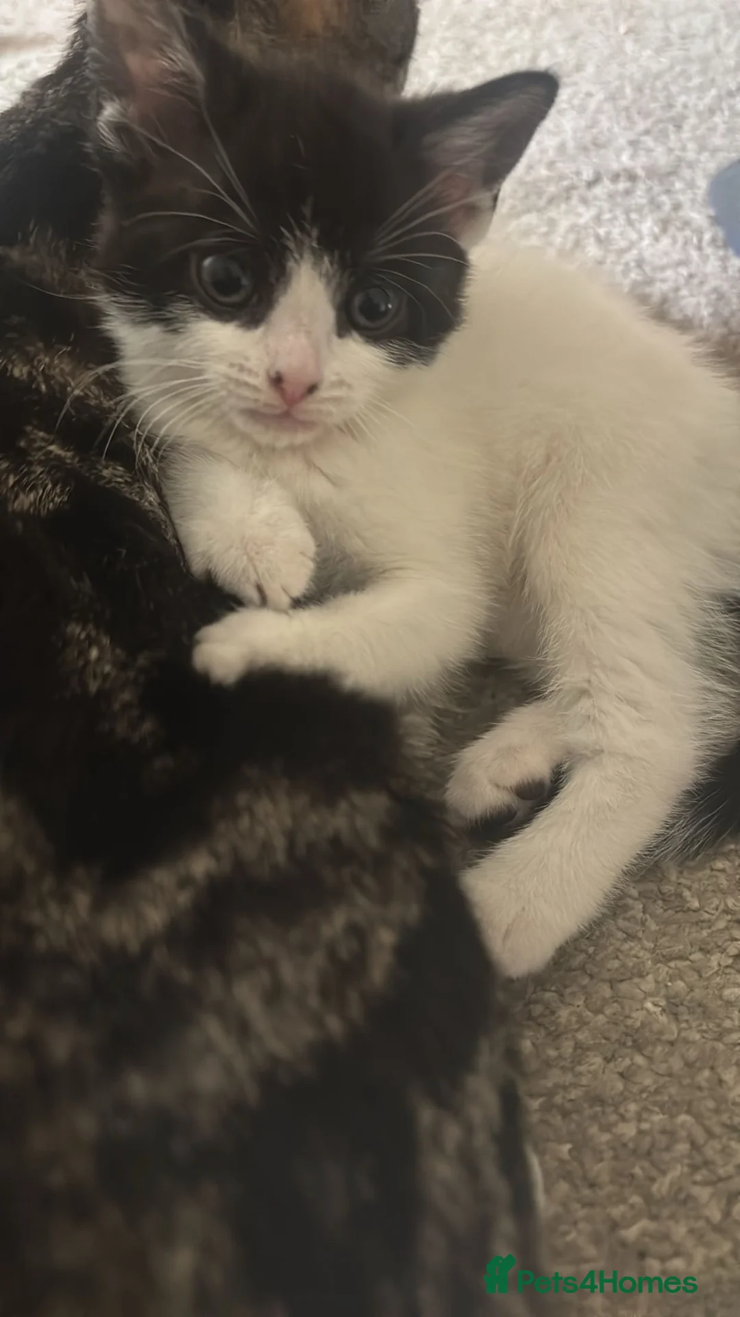 Mixed Breed cats for sale: Mixed breed  - Advert 2