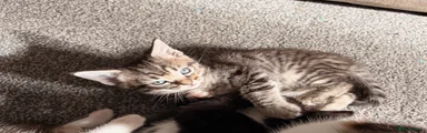 Stripey