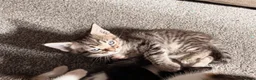 Mixed Breed cats for sale: Ragdoll x Domestic Shorthair Rare Coat Kittens ♥️ in Manchester - Advert 16