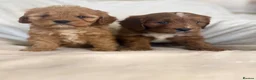 Cavapoo dogs for sale: Gorgeous Red Cavapoo Puppies - Advert 13