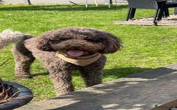 Labradoodle dogs for sale: Waiting List Now Open – Labradoodle Puppies! 🐾 - Image 2
