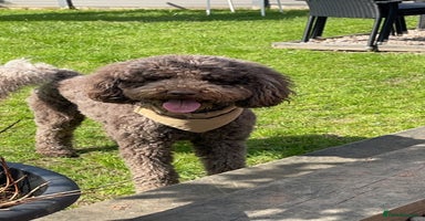 Labradoodle dogs - Advert 10