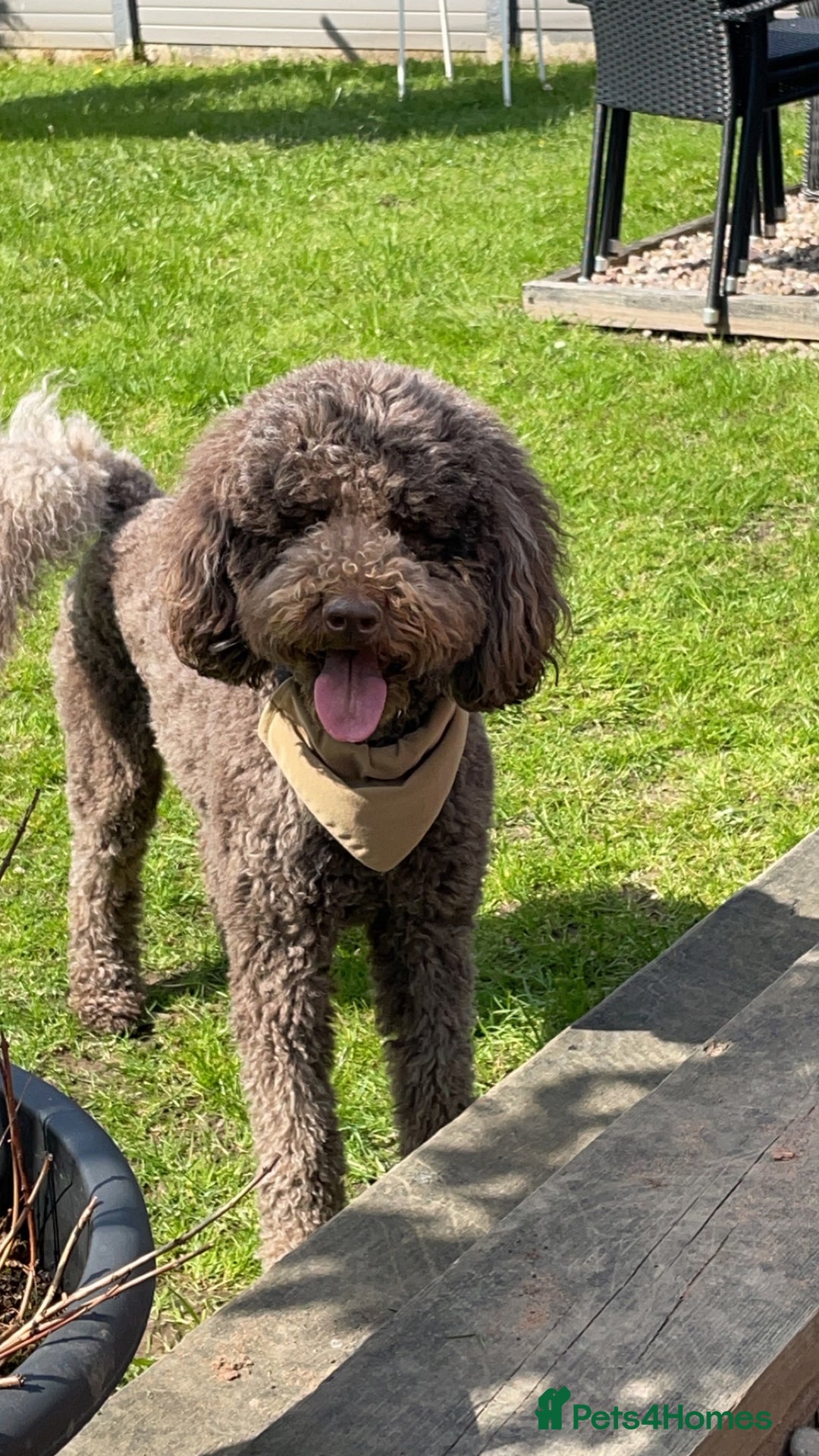 Labradoodle dogs for sale: Waiting List Now Open – Labradoodle Puppies! 🐾 - Image 2