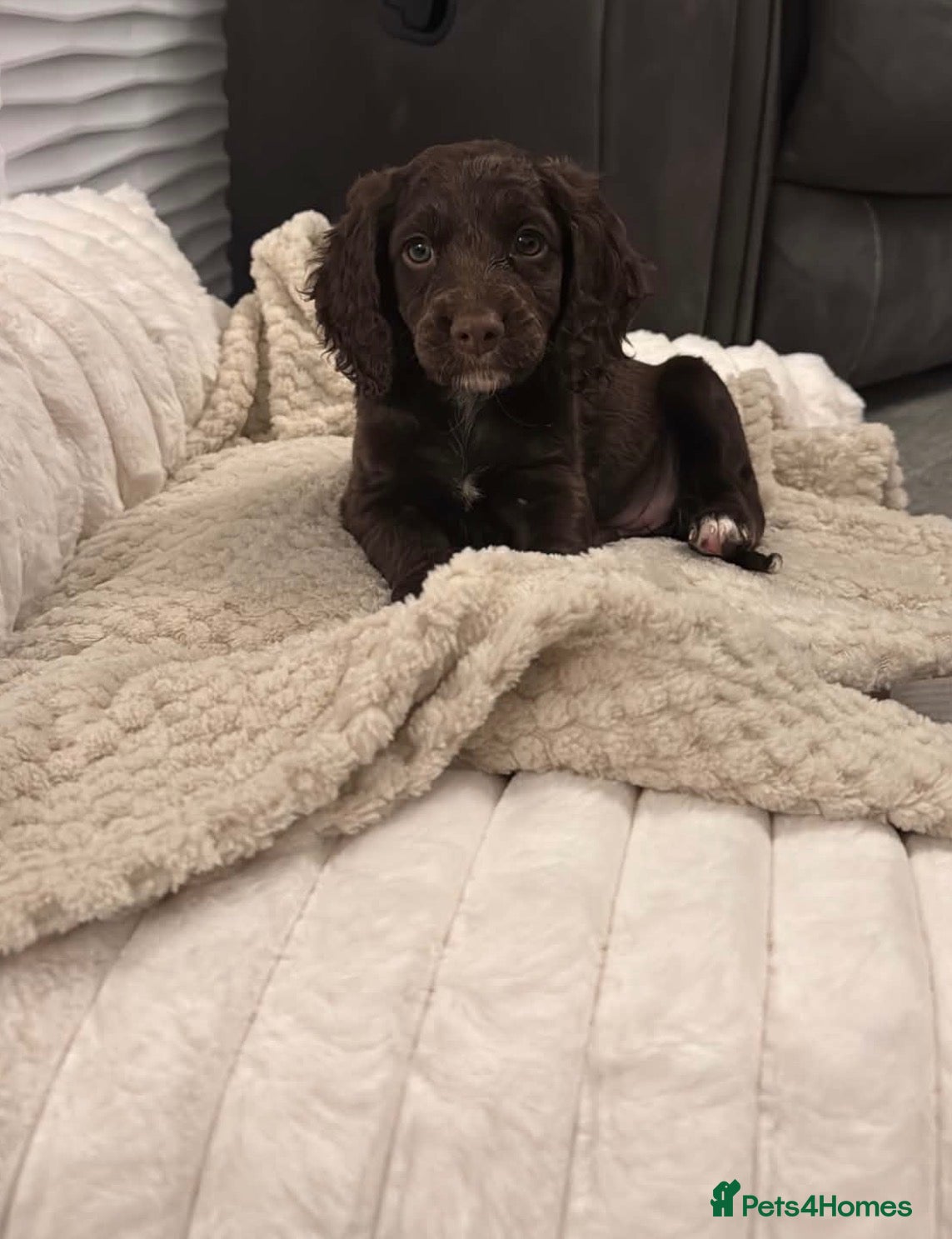 Cockapoo dogs for sale: *1 girl left* ready to go Monday Merle gene puppy - Advert 23