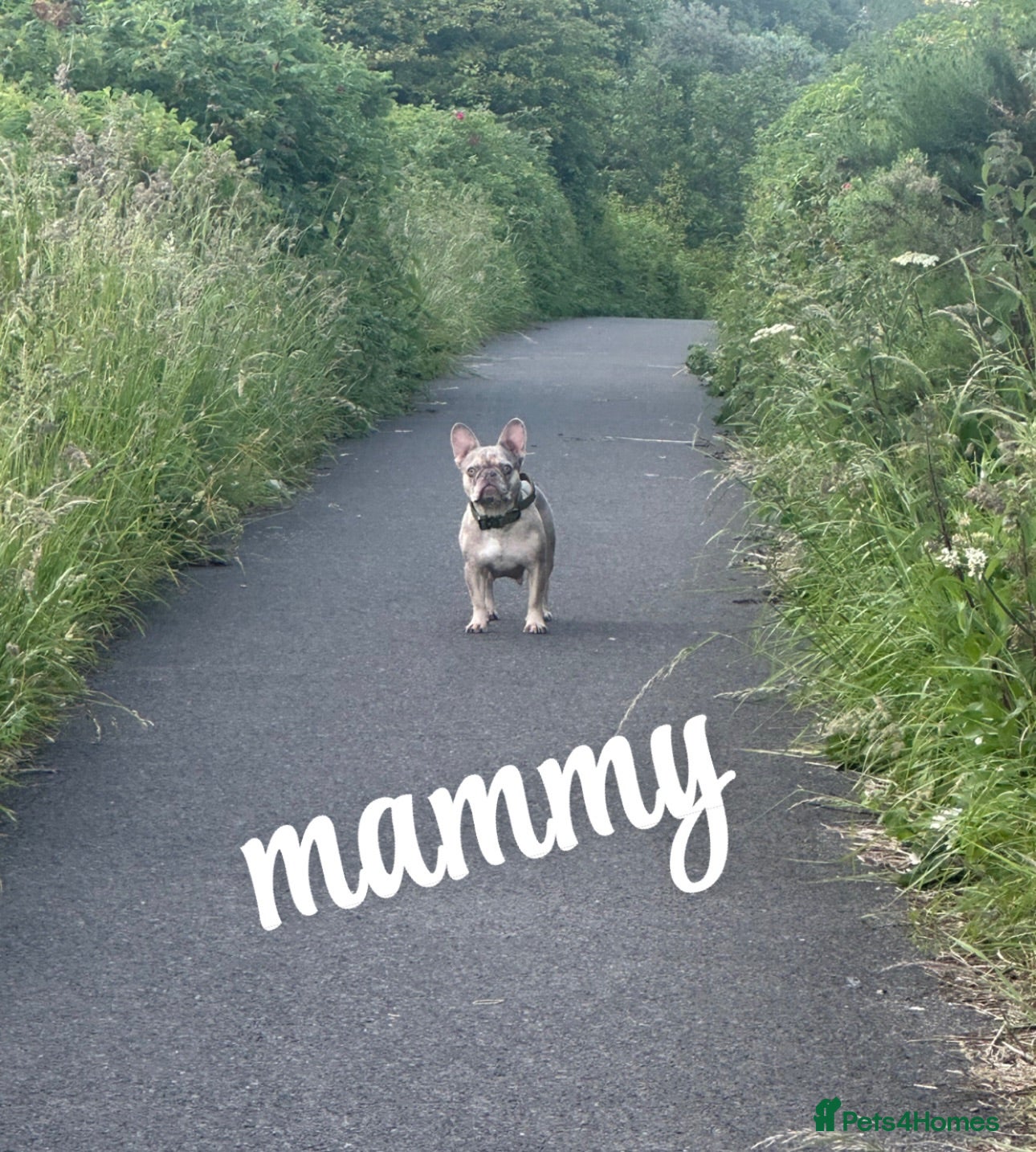 French Bulldog dogs Exotic frenchie fluffy & carriers  - Advert 2