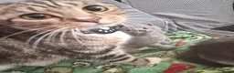 British Shorthair cats for sale: British shorthair tabby  - Advert 2