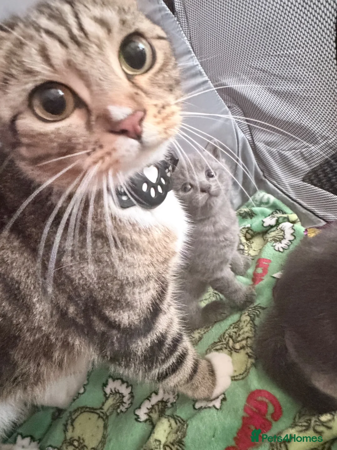 British Shorthair cats for sale: British shorthair tabby  - Advert 2
