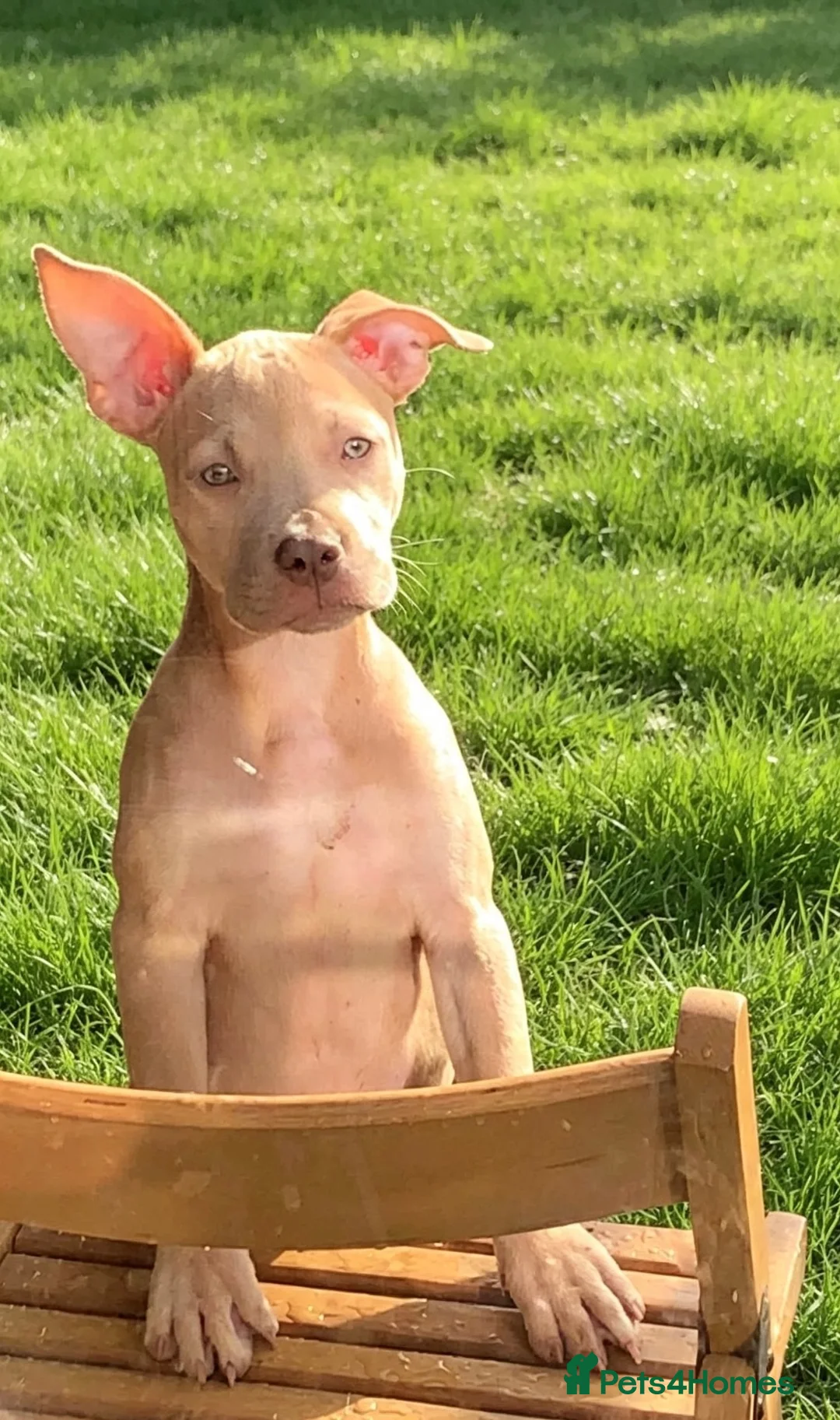 Mixed Breed dogs for sale: Female dog roxy in Leeds - Advert 1