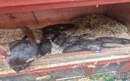 Ferret rodents for sale: Eu polcat for sale  - Image 5