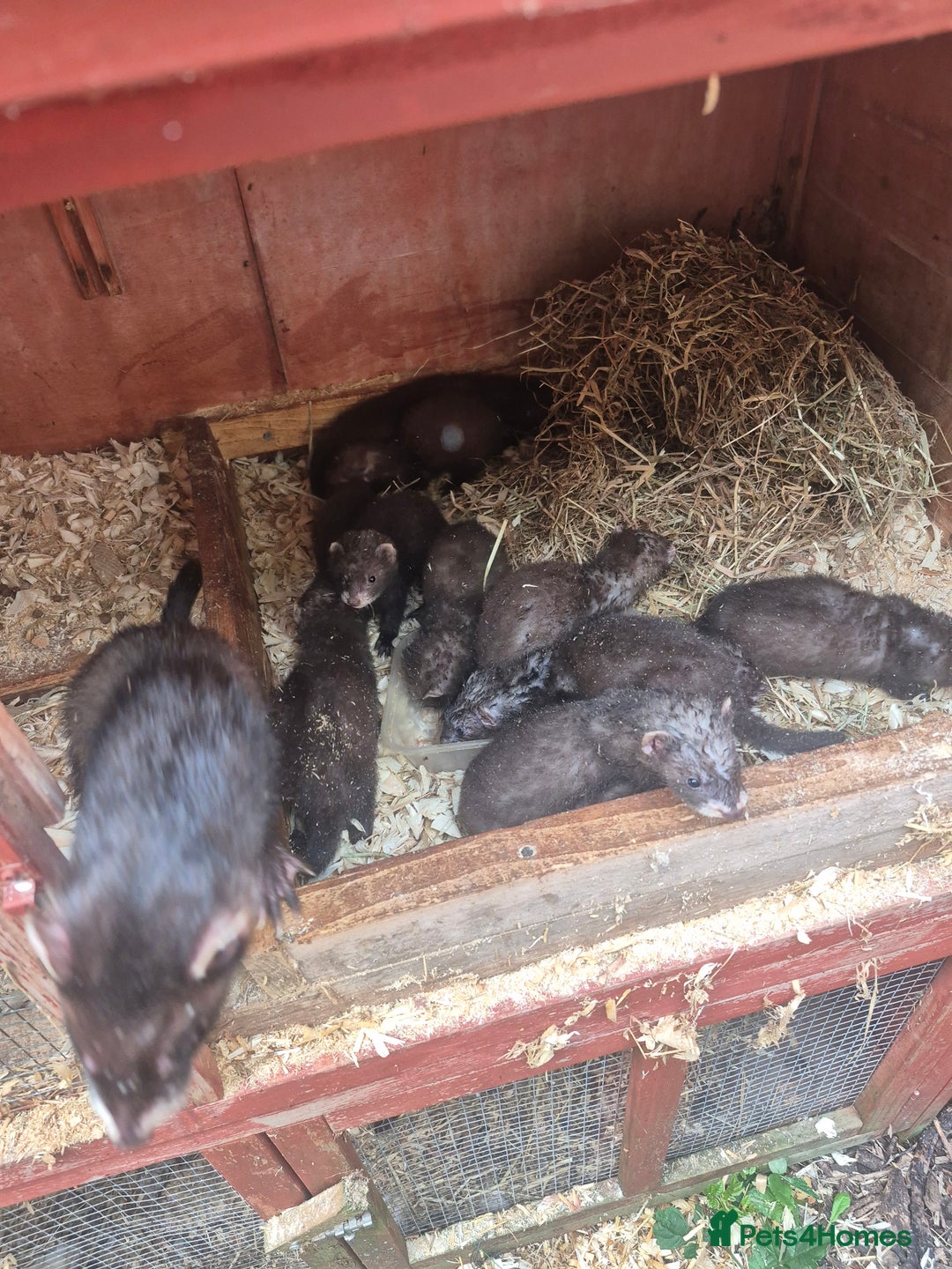 Ferret rodents for sale: Eu polcat for sale  - Image 5