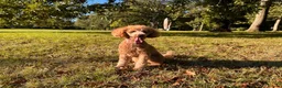 Toy Poodle dogs for sale: KC Registered Red Toy Poodle - Advert 7