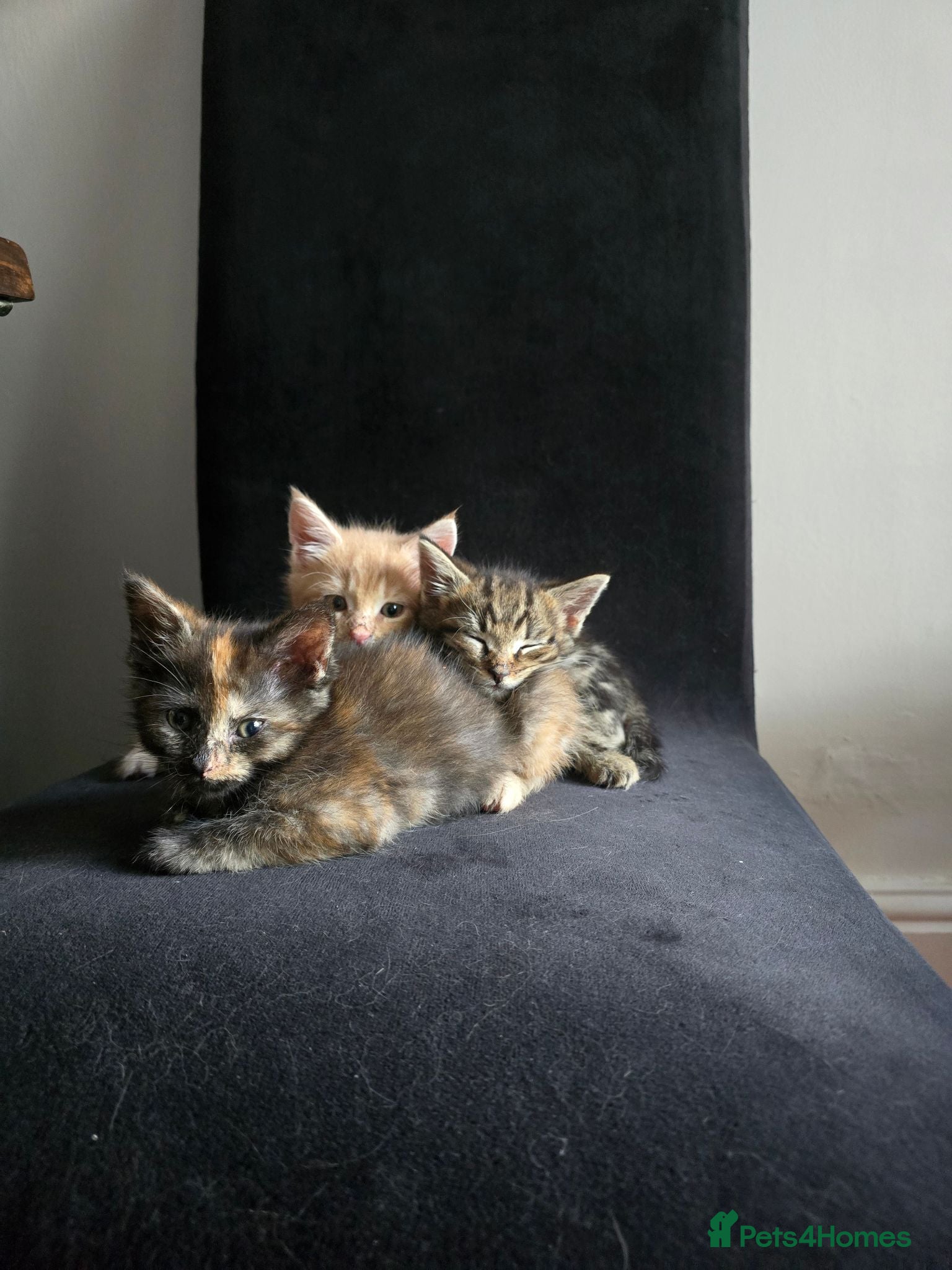 Mixed Breed cats Fluffy kittens for sale, mum is a Maine Coon - Advert 1