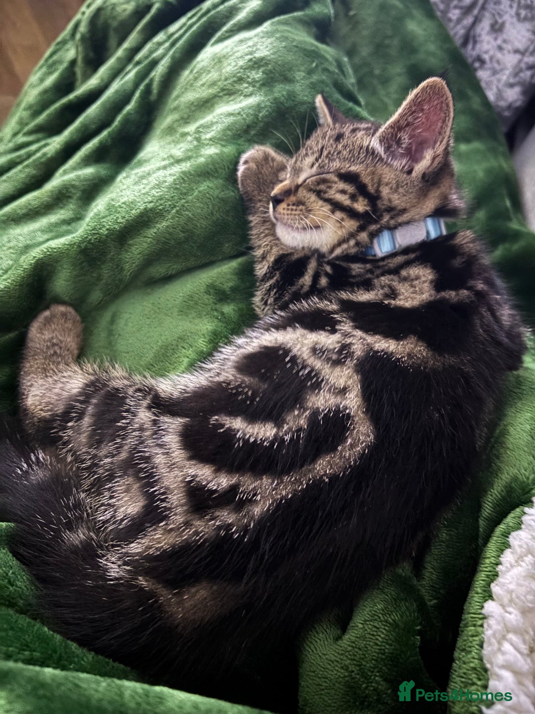 American Shorthair cats for sale: Tabby Kitten  - Image 21