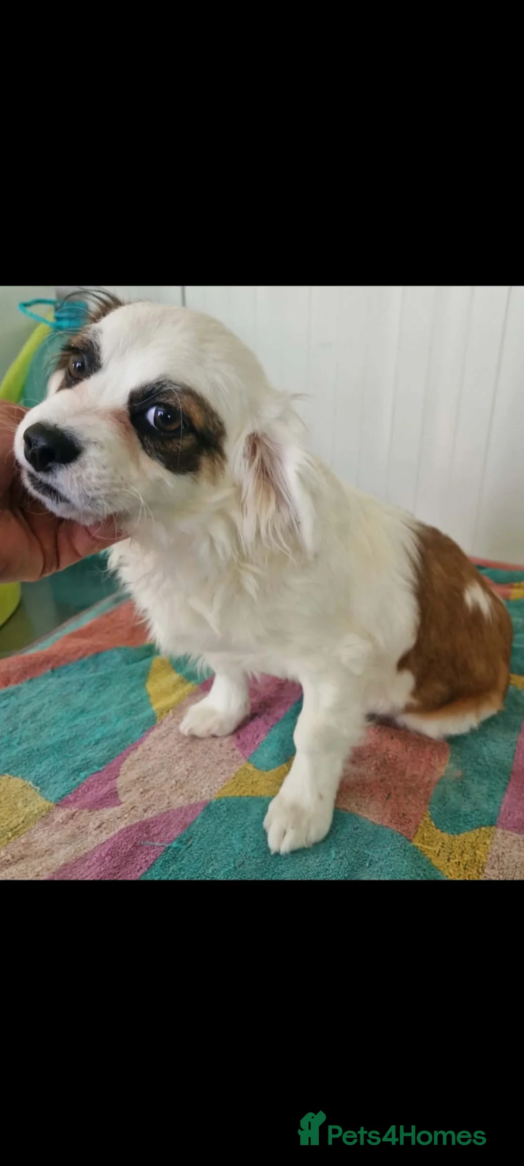 Mixed Breed dogs for adoption: Honey pot. 7kg small breed  - Advert 3