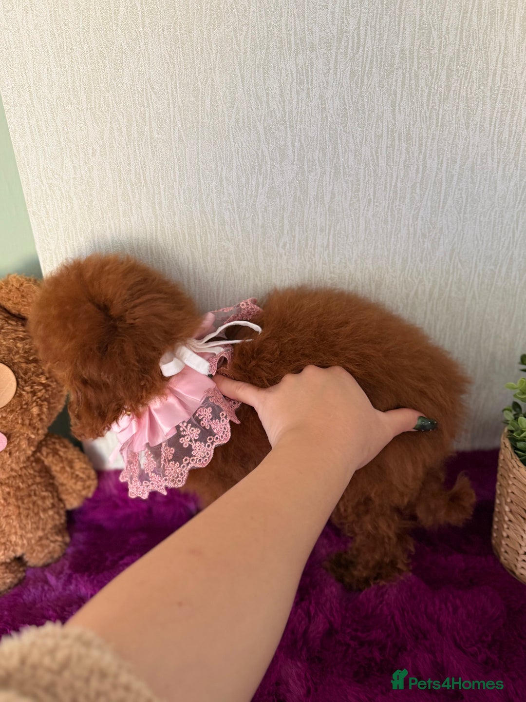 Poodle dogs for sale: Asian girl looking for 🏡 - Advert 14