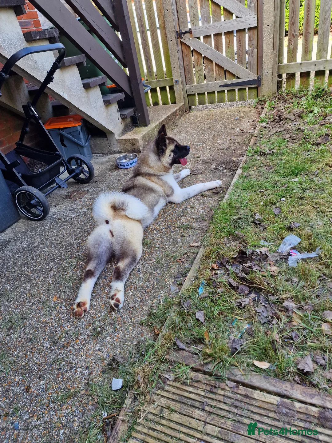 Akita dogs for sale: Kc registered akita  in Eastbourne - Advert 5