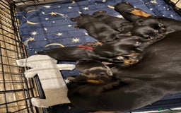 Miniature Dachshund dogs for sale: Ready Now! Smooth coat 1 boy 1 girl - Image 17