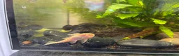 Plecos fish for sale: Albino Bristlenose Plecos (Ancistrus sp.)  in Southampton - Advert 1