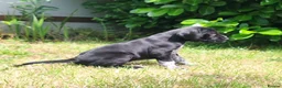 German Shorthaired Pointer dogs for sale: ❤️🐾 GORGEOUS GERMAN SHORTHAIRED POINTER PUPPIES - Advert 11