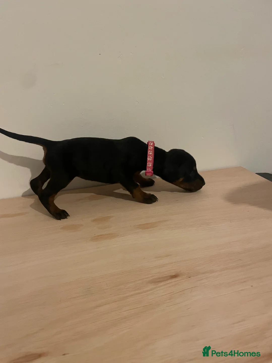 Dobermann dogs for sale: dobermann pinscher - Advert 5