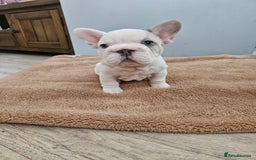 French Bulldog dogs for sale: Beautiful French Bulldog pups  - Image 2