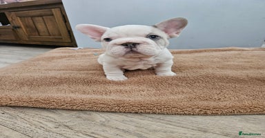 French Bulldog dogs - Advert 3