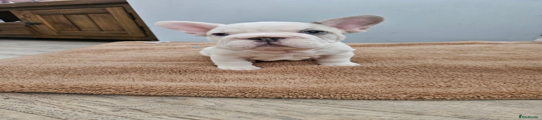 French Bulldog Puppy 2