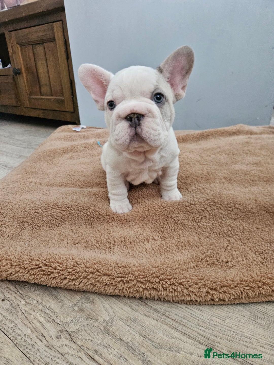 French Bulldog dogs for sale: Beautiful French Bulldog pups  - Image 2