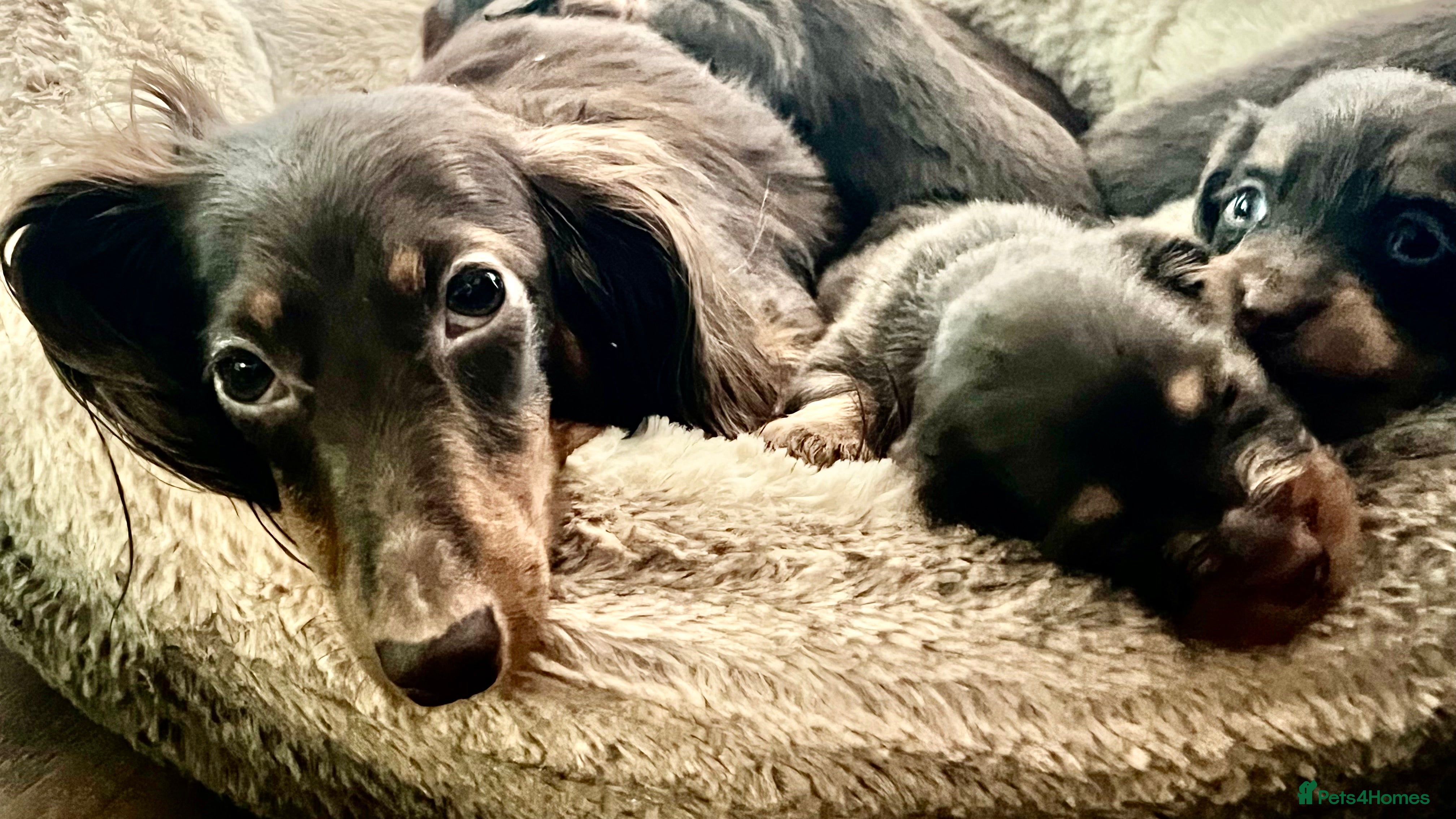 Miniature Dachshund dogs 🐾 Stunning Chocolate Cream Mini Longhair Boys ✨🐶 - Advert 15