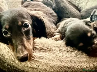 Miniature Dachshund dogs 🐾 Stunning Chocolate Cream Mini Longhair Boys ✨🐶 - Advert 15