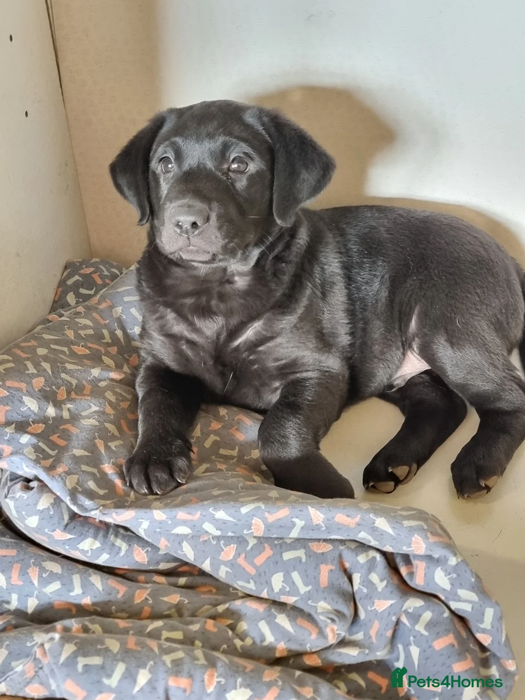 Labrador Retriever dogs for sale: Black Labrador puppy from working lines in Bromsgrove - Advert 1