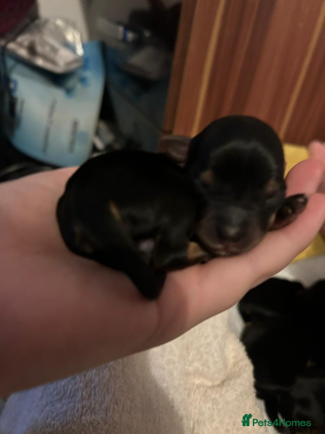 Yorkshire Terrier dogs for sale: Yorkshire terrier  - Advert 8