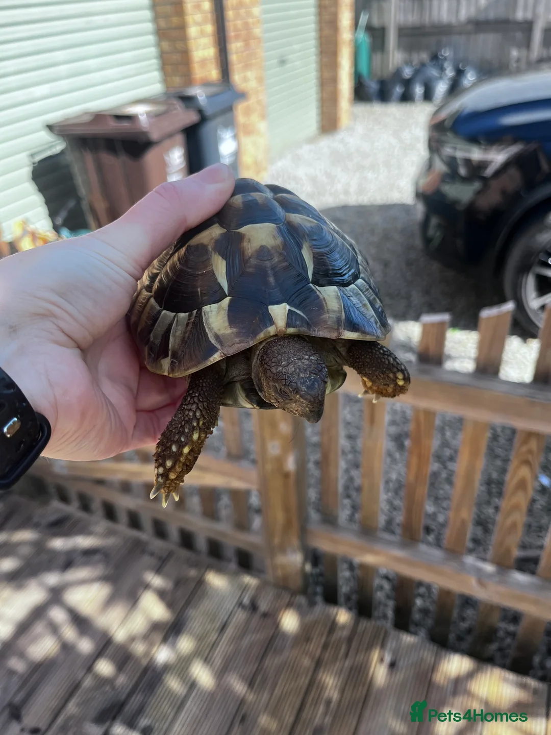 Hermann Tortoise reptiles for sale: Hermann Tortoise in Bude - Advert 1