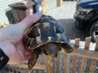 Hermann Tortoise reptiles Hermann Tortoise - Advert 1