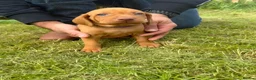 Hungarian Vizsla dogs for sale: KC Registered Hungarian Viszla litter  - Advert 30