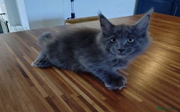Maine Coon cats for sale: Polydactyl Russian blue Maine coon kittens  - Image 5