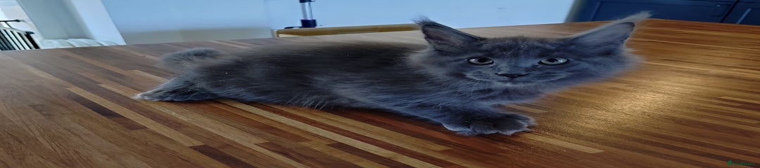 Maine Coon Kitten 1