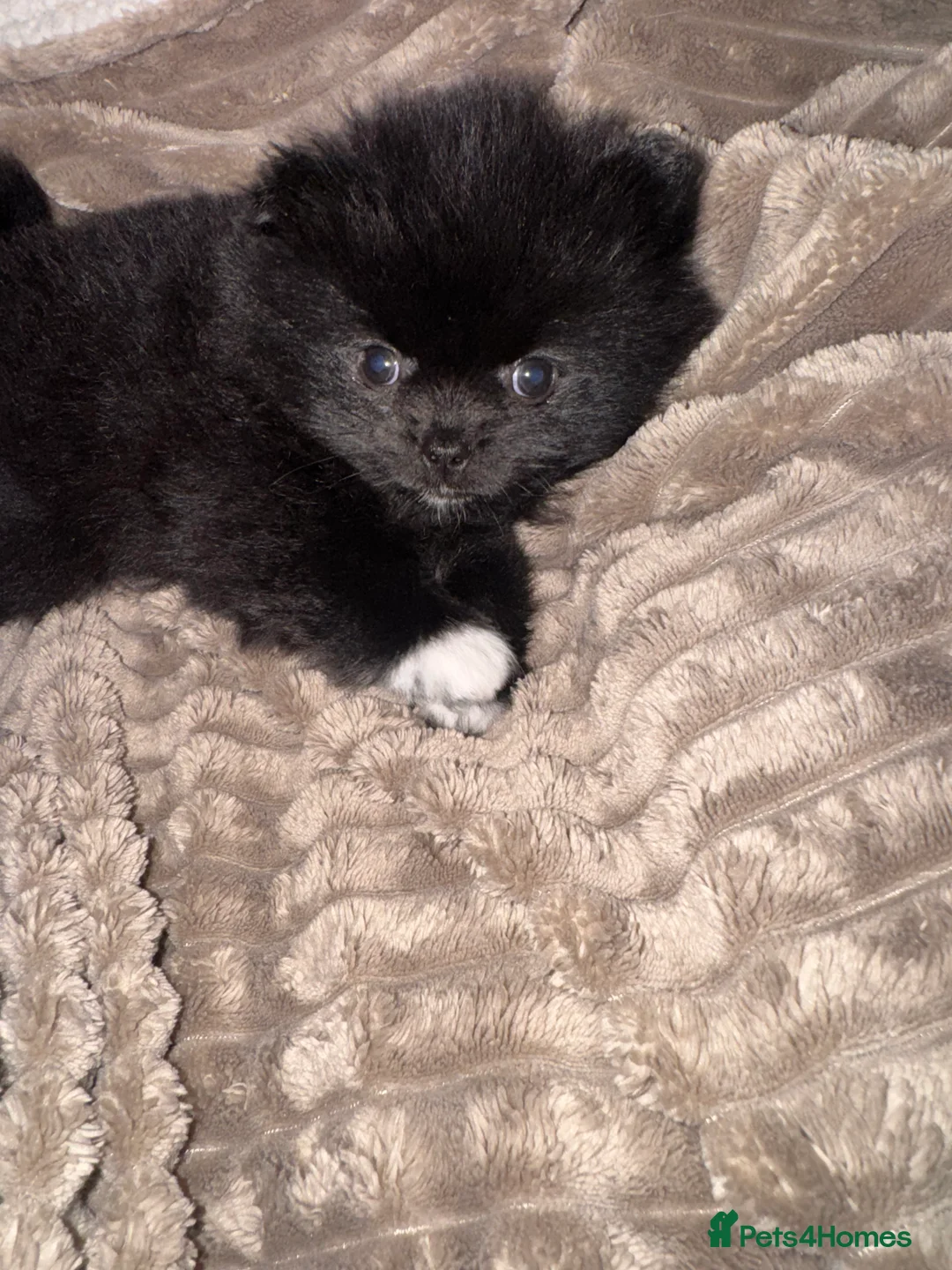 Pomeranian dogs for sale: Pomeranian  - Advert 2