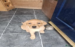Labrador Retriever dogs for sale: Fox Red Labrador puppies  - Image 7