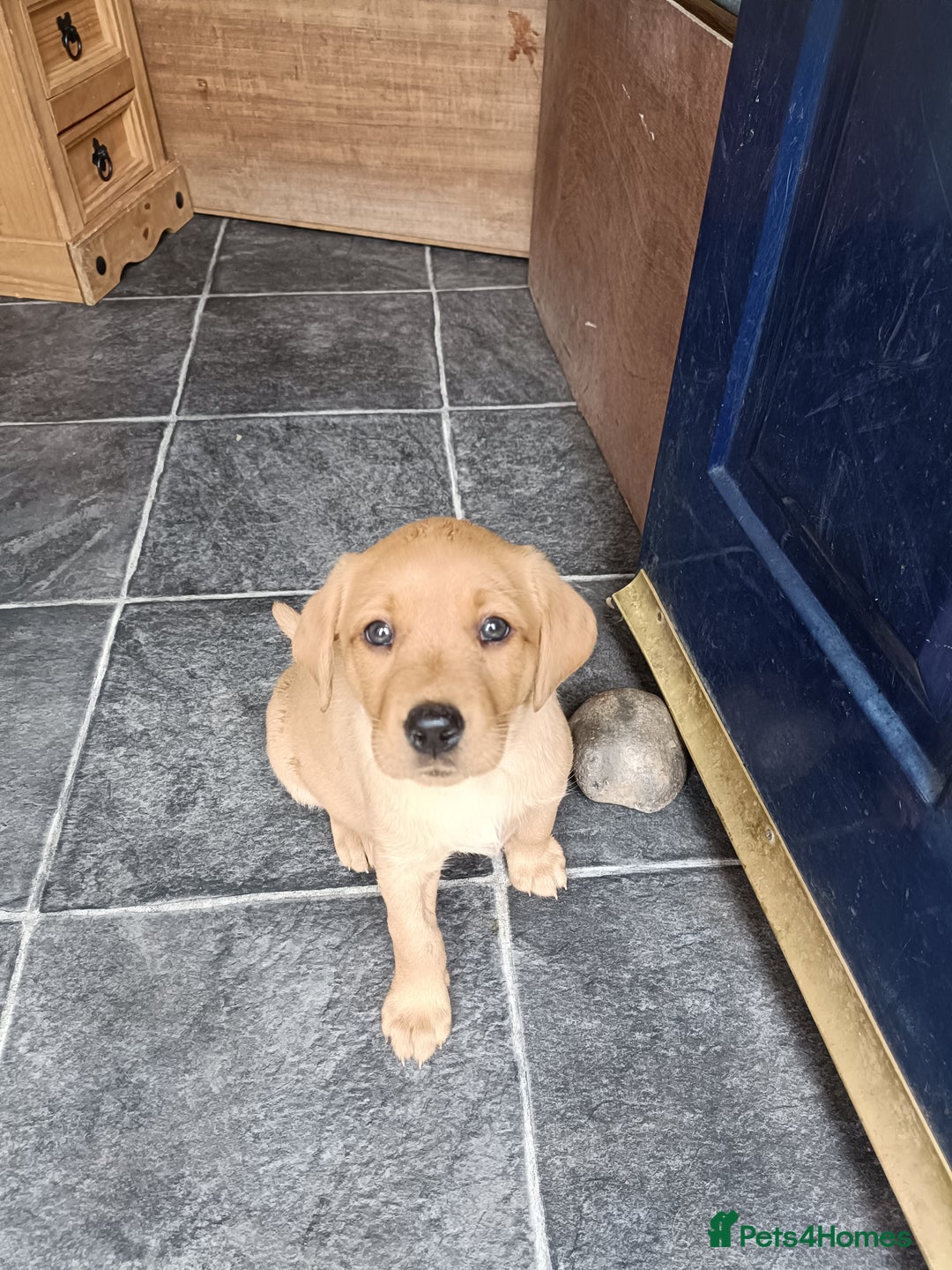 Labrador Retriever dogs for sale: Fox Red Labrador puppies  - Image 7