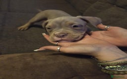 American Bully dogs for sale: American pocket bullys - Image 12
