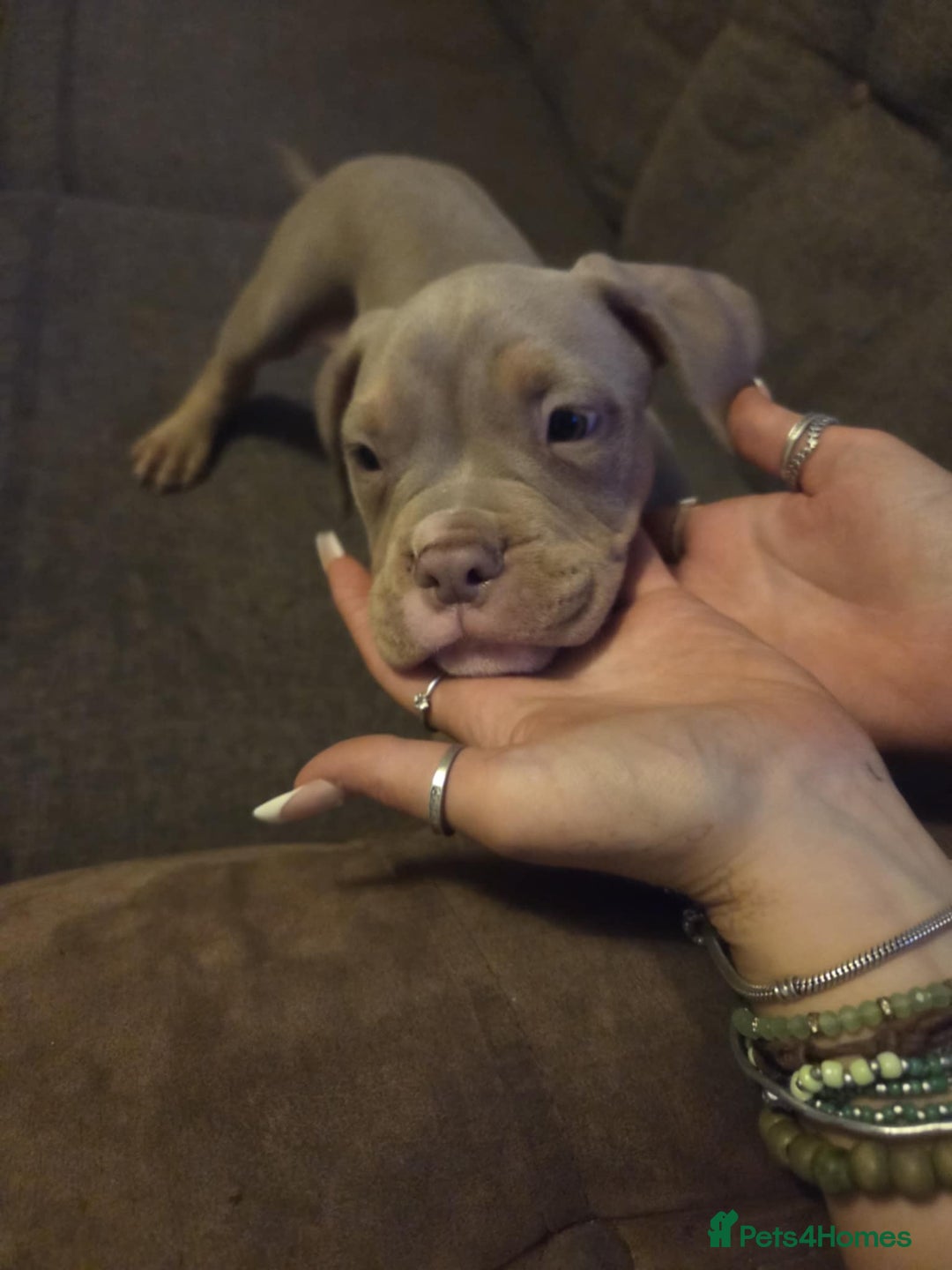 American Bully dogs for sale: American pocket bullys - Image 12