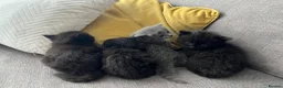 Mixed Breed cats for sale: Gorgeus kittens - Advert 5