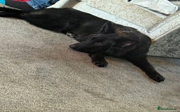 German Shepherd dogs for sale: Long hair black gsd pup - Image 1