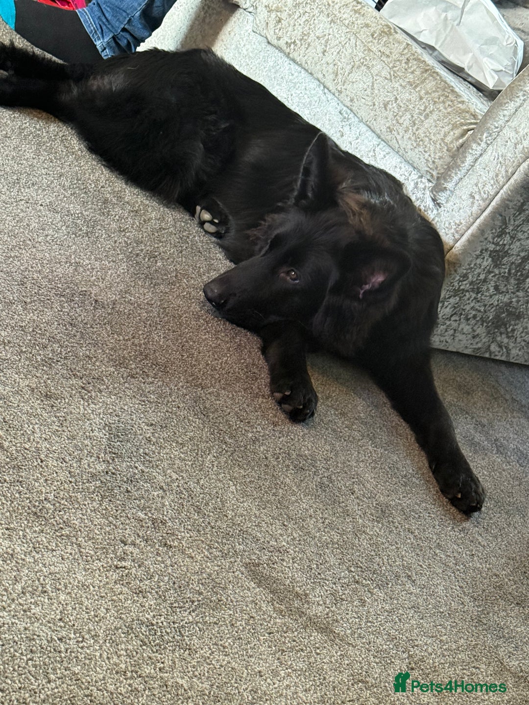 German Shepherd dogs for sale: Long hair black gsd pup - Image 1