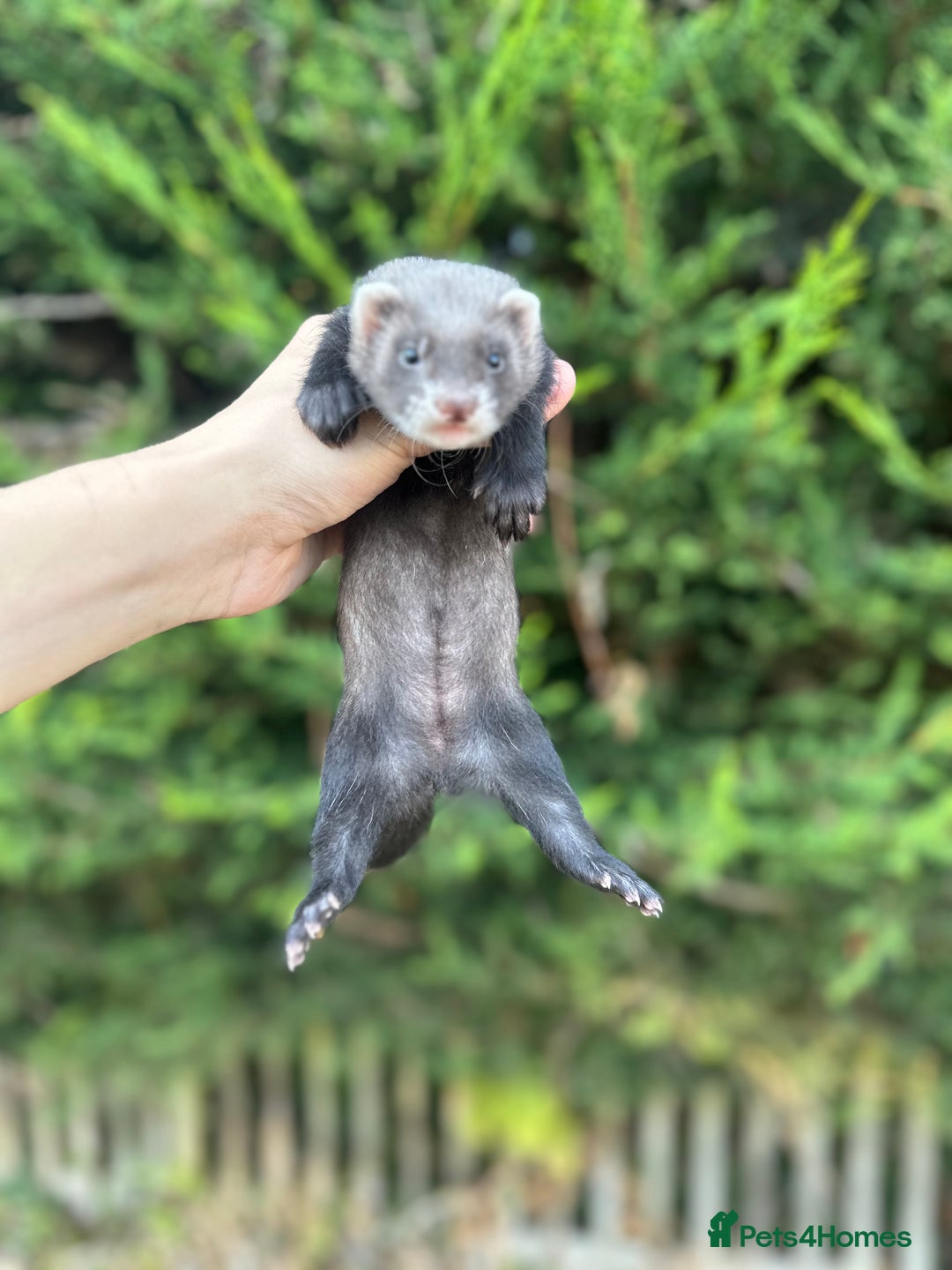 Ferret rodents for sale: solid black cross polecat kits  - Image 11
