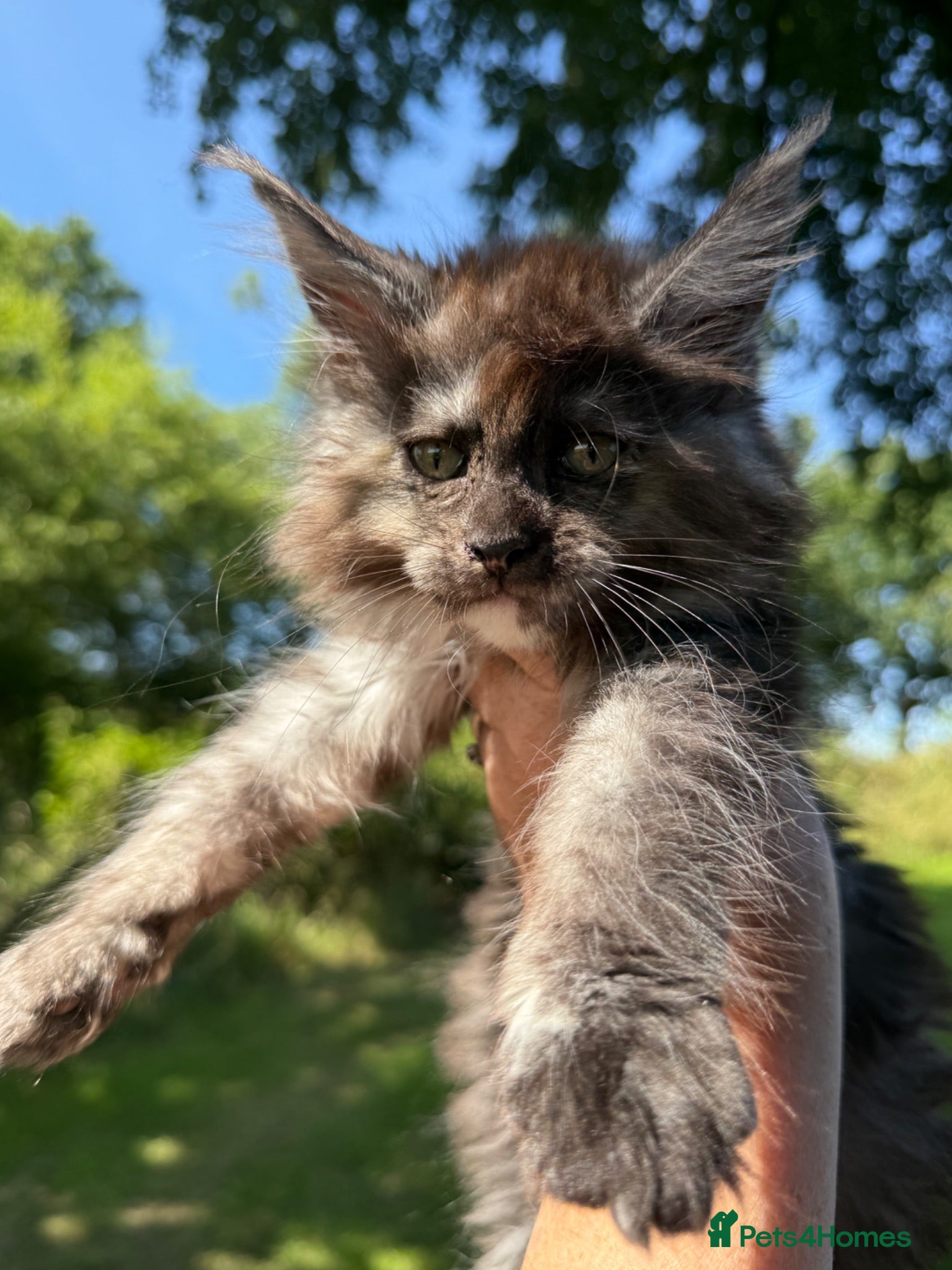 Maine Coon cats ANDERPRIDE has new Cub arrivals  - Advert 2