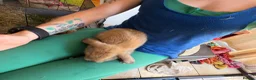 Mini Lop rabbits for sale: 4 Pure bred minilop rabbits for sale - Advert 3