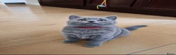 British Shorthair cats for sale: Our Little British Treasures  - Advert 7