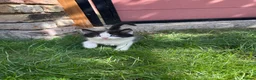 British Shorthair cats for sale: 4 Girls & 2 Boys Kittens Available - Advert 14